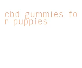 cbd gummies for puppies